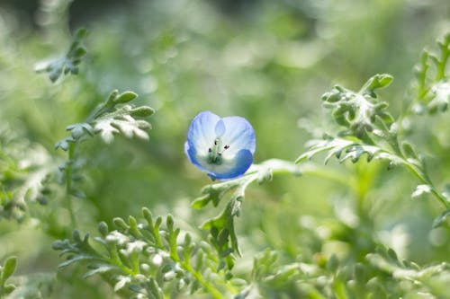 Gratis stockfoto met baby blauwe ogen, bloeiend, bloem