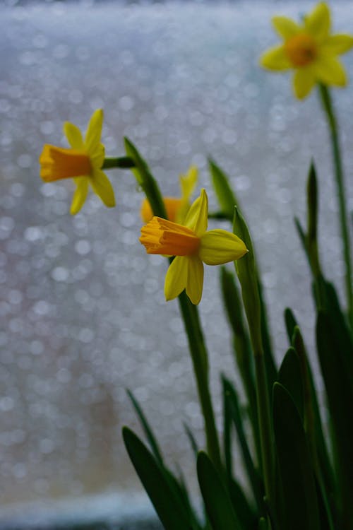 Decorative Daffodils by Window in Rain