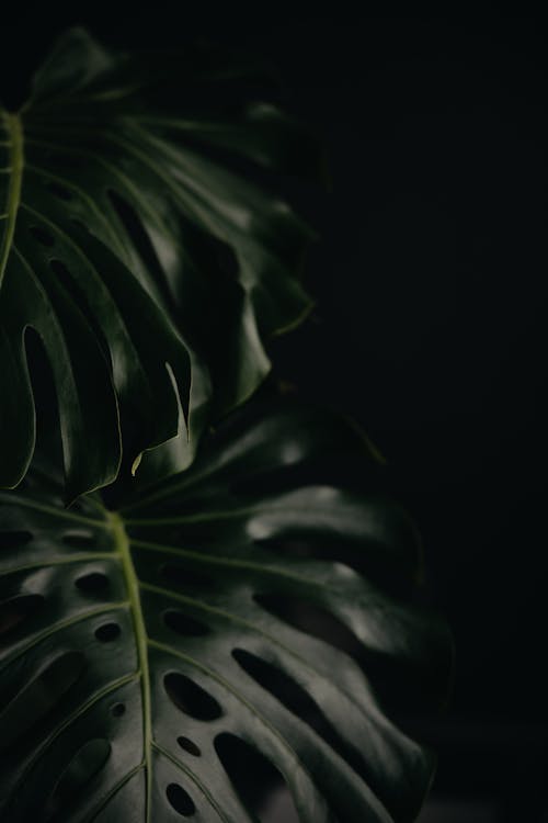 Monstera leaf on black background