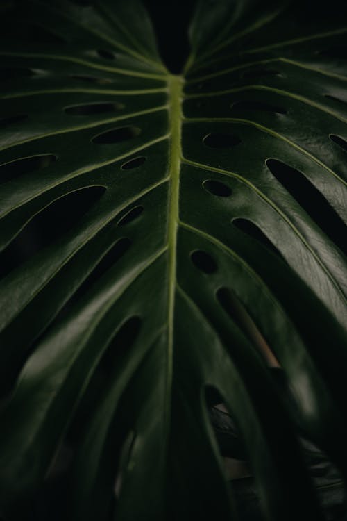 A close up of a large leaf with dark green leaves