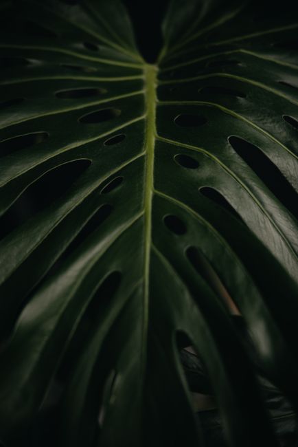 Moody close-up of a monstera leaf with dark shadows highlighting its natural texture.