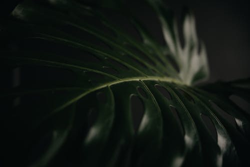 A close up of a large leaf on a black background