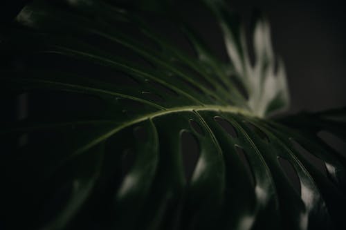 Dark Leaf of Monstera Deliciosa