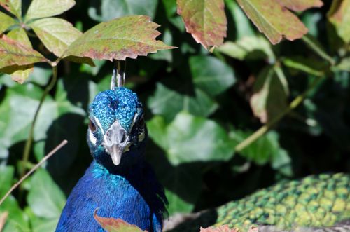 Free stock photo of animal, blue, peacock Stock Photo