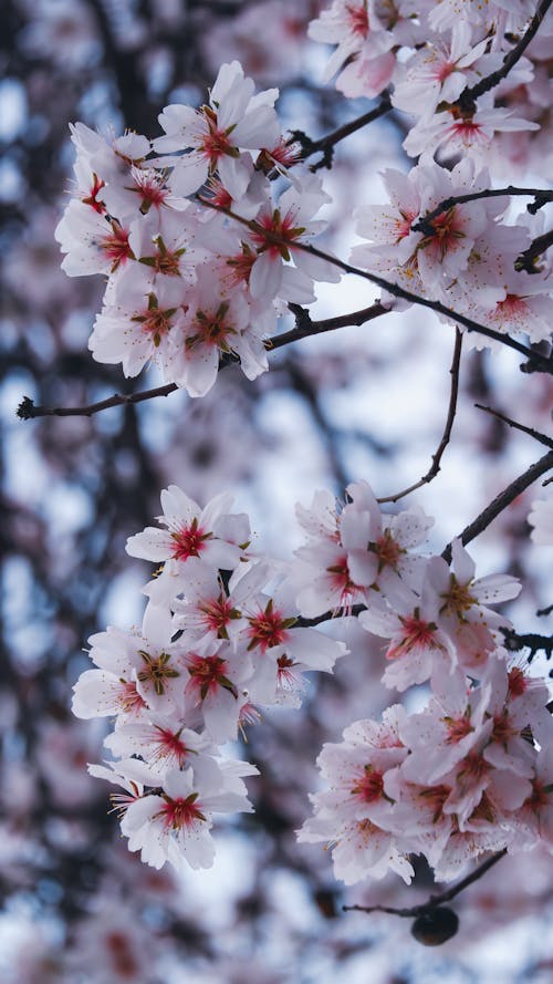 Kostnadsfri bild av blommor, fjäder, grenar