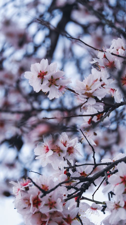 Fotos de stock gratuitas de cerezo, floraciones, fondo de pantalla