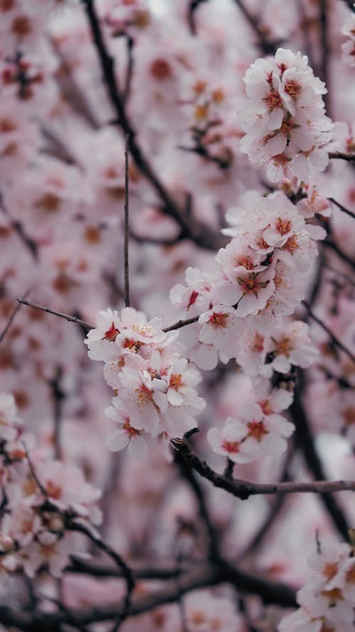 가지, 꽃, 봄의 무료 스톡 사진