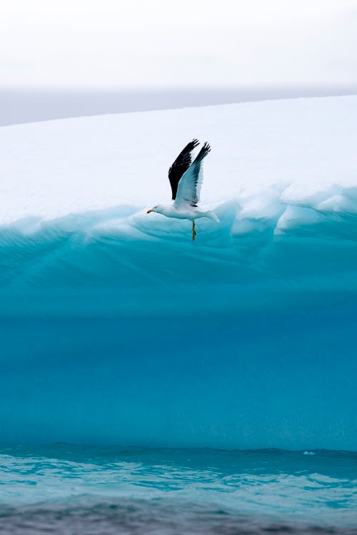 Foto stok gratis alam, camar, daerah Kutub Selatan