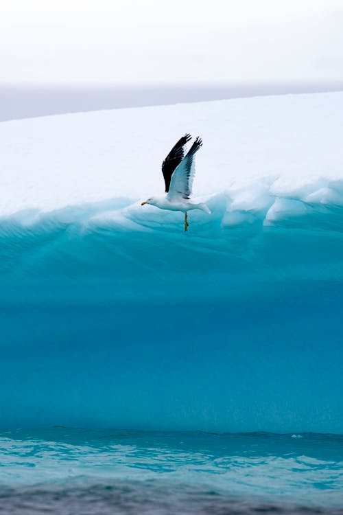 Seagull Flying Above Sea 