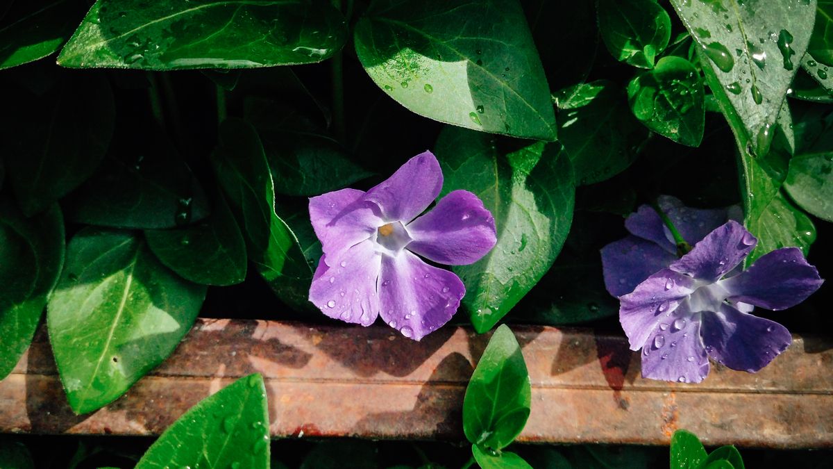 Comment créer un jardin dété résilient à Angers - illustration
