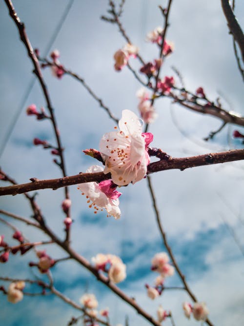 Kostenloses Stock Foto zu äste, blüten, frühling