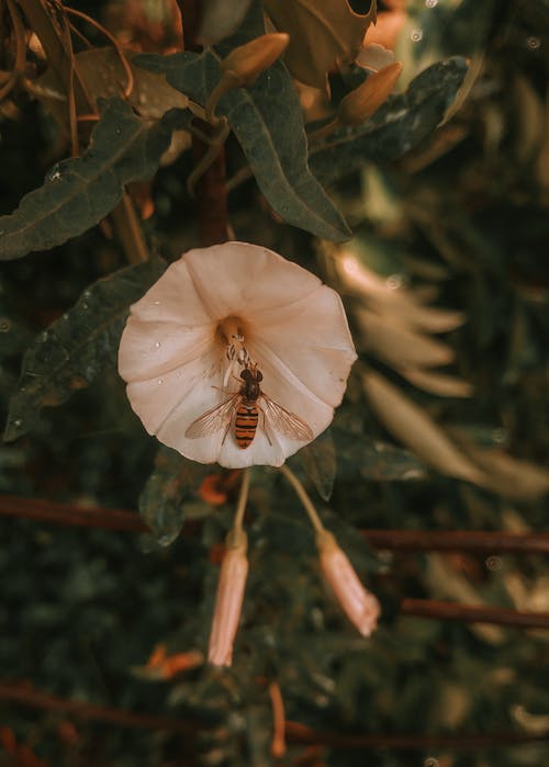 花上的蜜蜂 