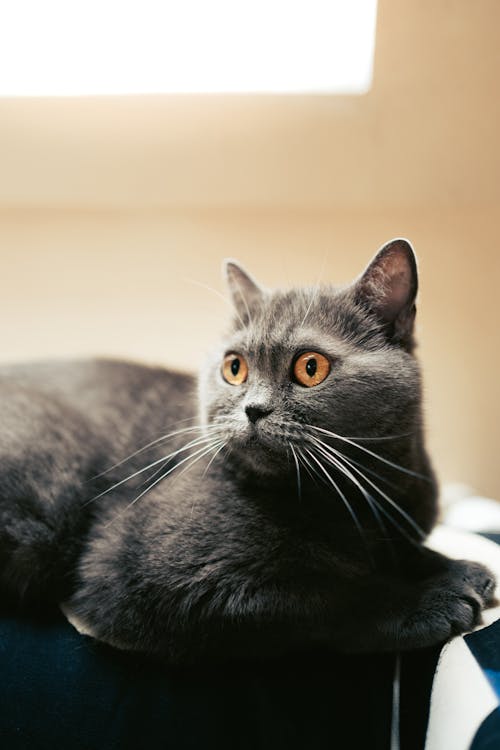 A grey cat laying on a blue blanket