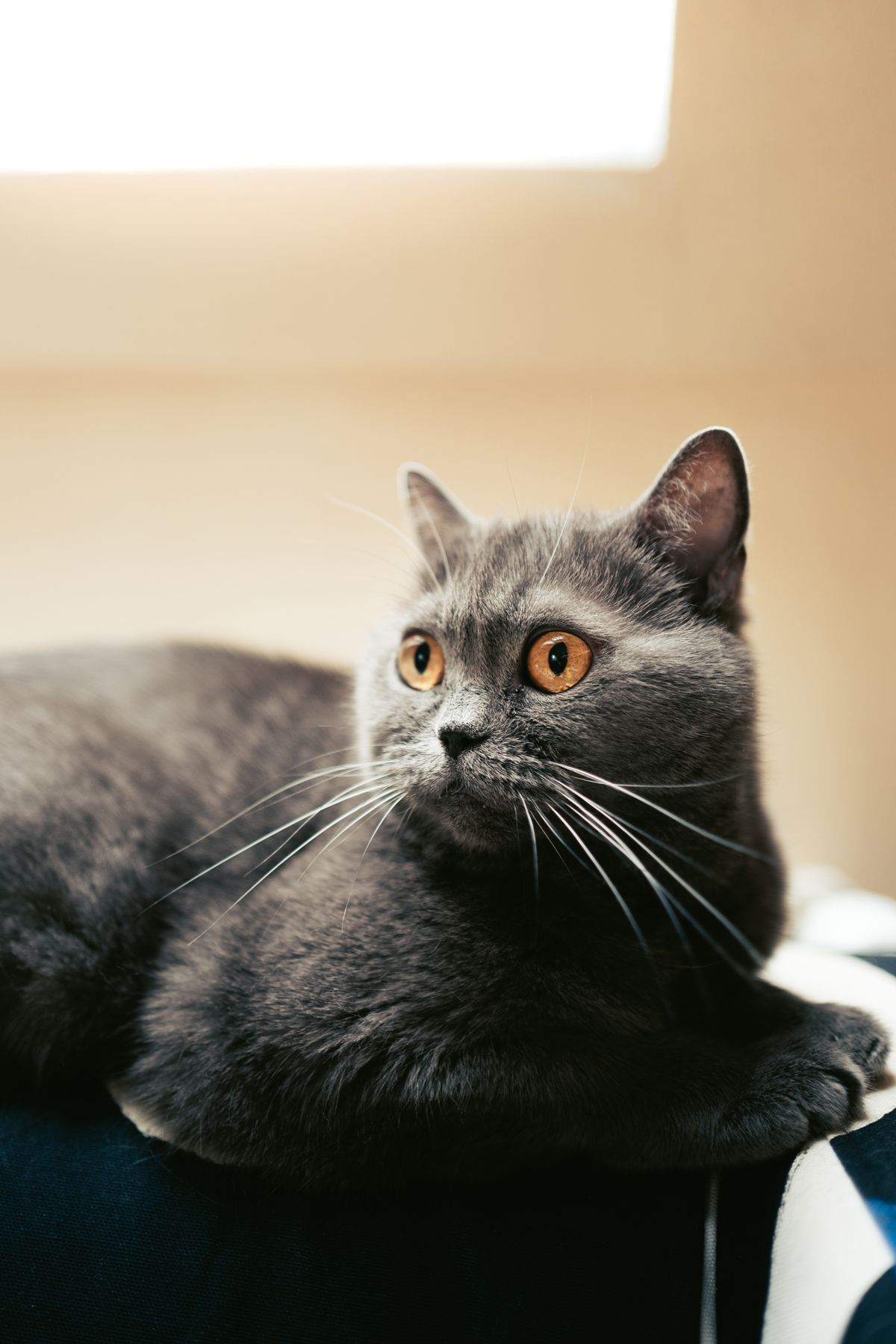 Can Cats Be Vegan? A Nutritionist's Honest Take