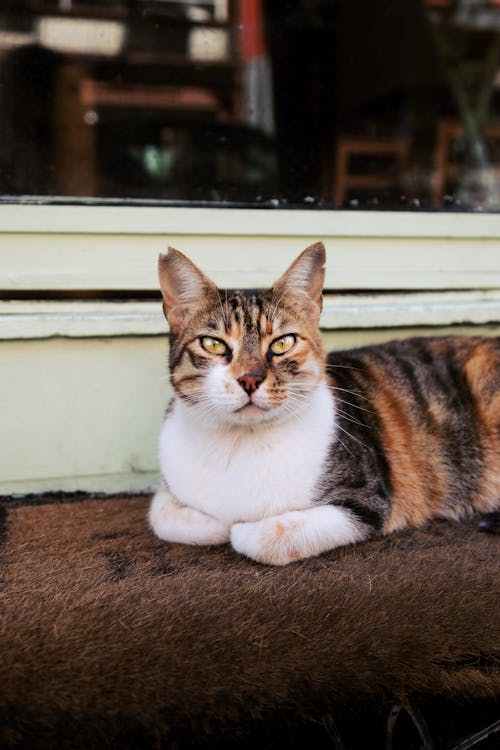 A cat sitting on a window sill