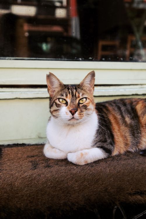 Free Charming tabby cat lounging outdoors in İstanbul, perfect for pet lovers. Stock Photo