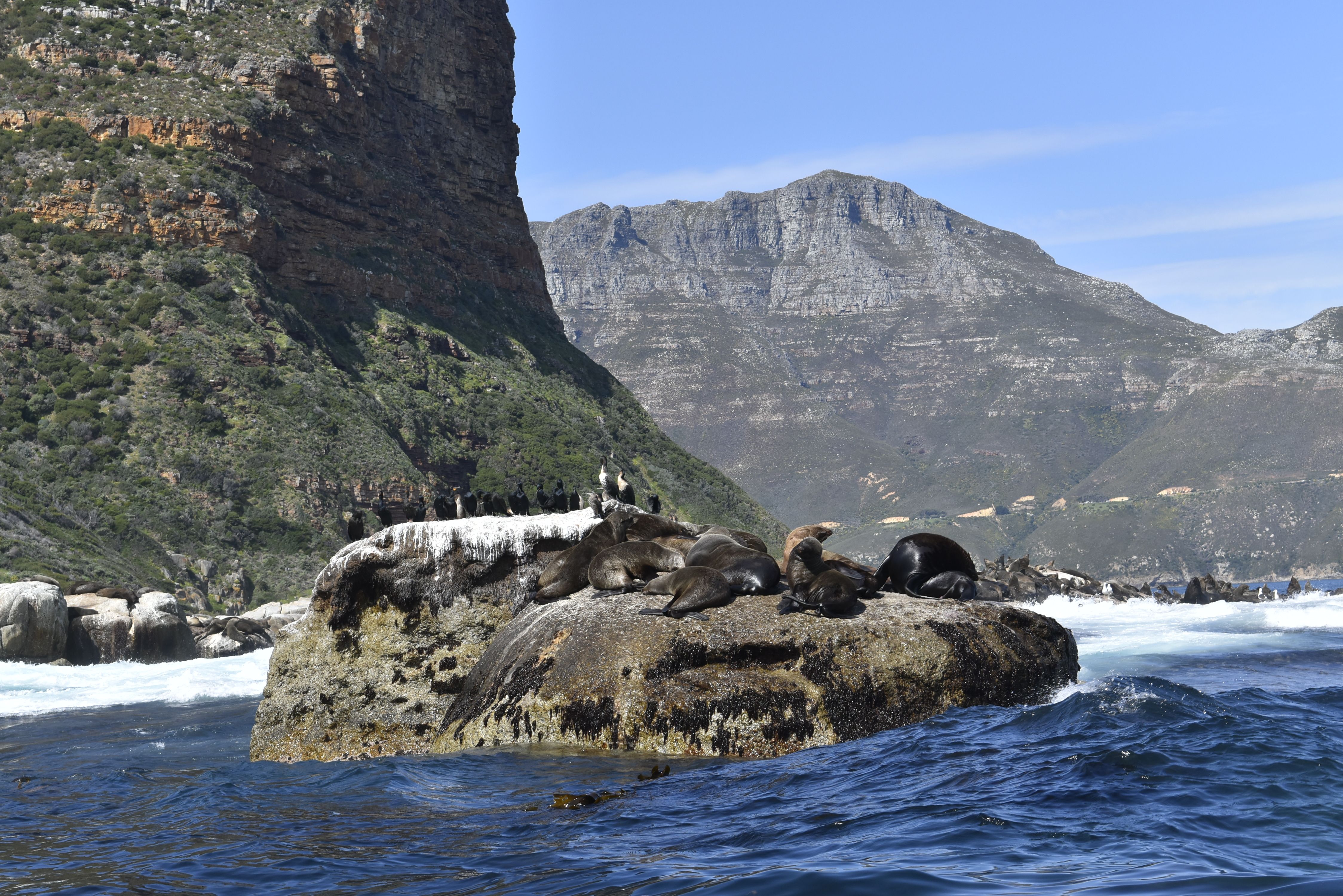 dauphins et otaries. en afrique du sud
