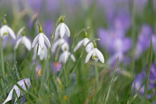 Fotobanka s bezplatnými fotkami na tému biele kvety, botanický, jar