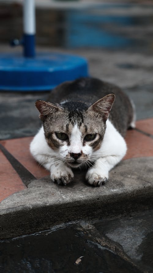 Kostenloses Stock Foto zu dreckige pfoten, katze, liegen