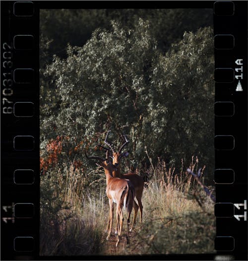 A film strip with two deer in the middle of the woods