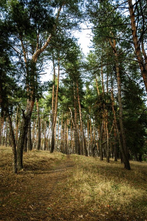 Free A tranquil forest pathway surrounded by tall evergreen trees under a bright sky. Stock Photo