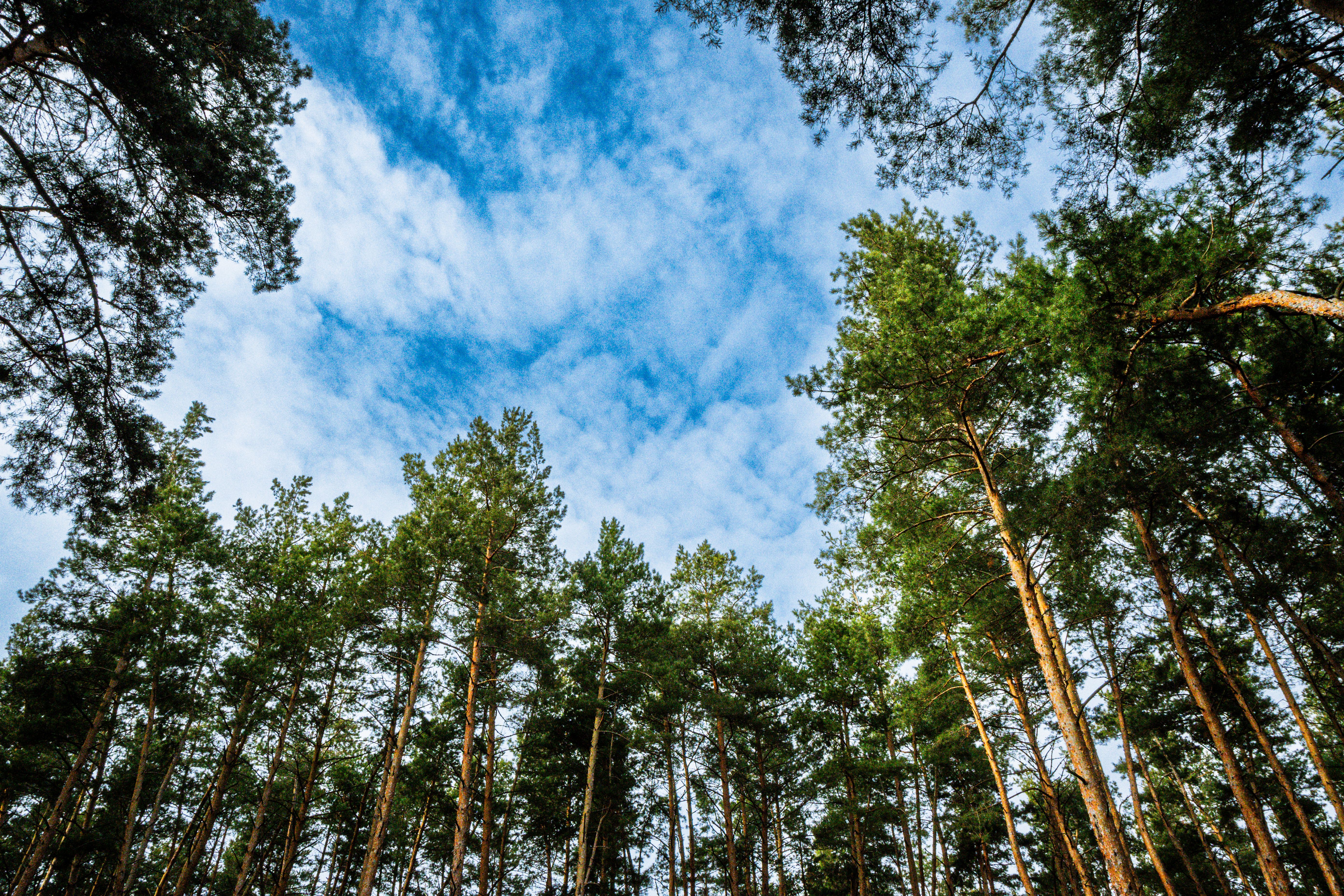 Tall evergreen trees reach into a bright blue sky, showcasing the beauty of nature.