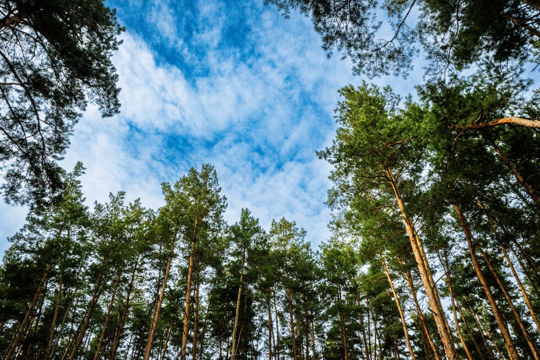 Tall evergreen trees reach into a bright blue sky, showcasing the beauty of nature.