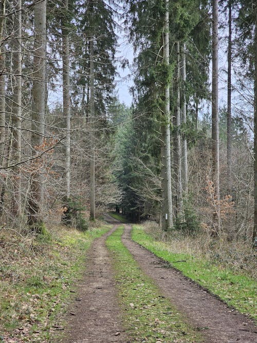 A dirt road in the woods with tall trees