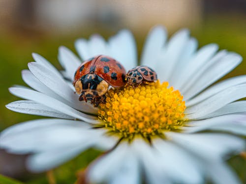 Two ladybugs are sitting on a flower