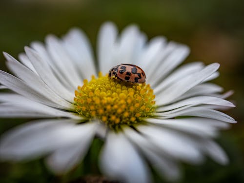 A ladybug sits on top of a white flower