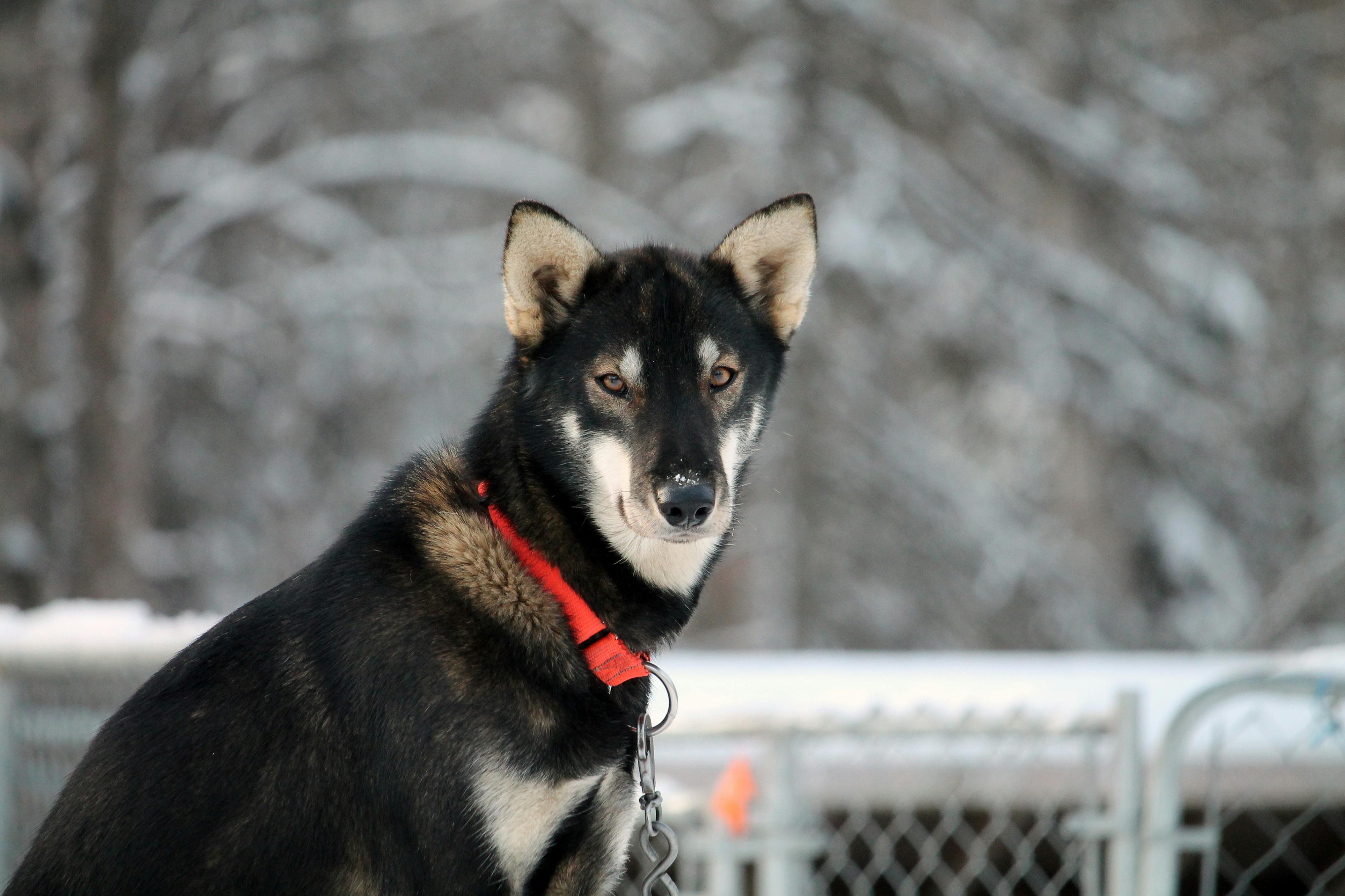 Portrait of a sled dog with a red collar in snowy Willow, Alaska.