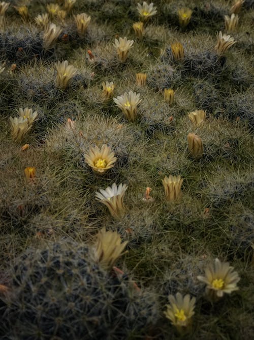 Gratis stockfoto met aarde, cactus, fabrieken