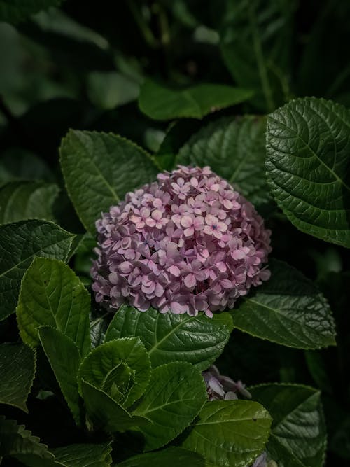 Light purple blooming hydrangea with green leaves