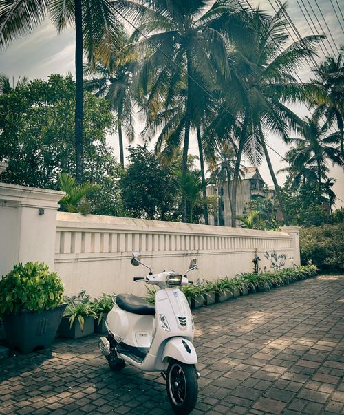 Free White motor scooter parked in urban Chirala, India, surrounded by palm trees and potted plants. Stock Photo