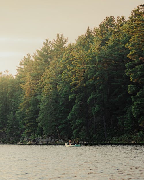 Photos gratuites de arbres, bateau, canoë