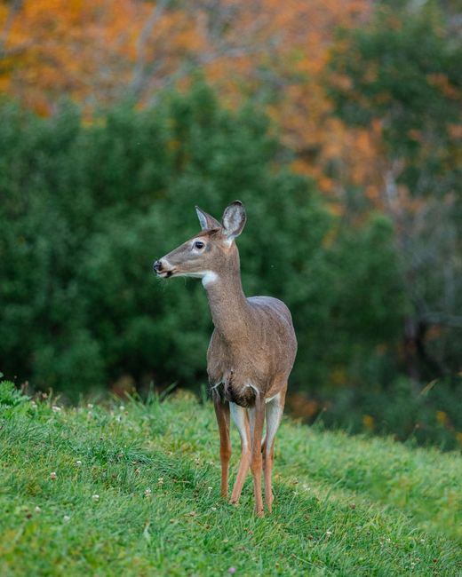 A lone deer stands gracefully in a vibrant autumnal forest, captured with a Canon EOS 77D.