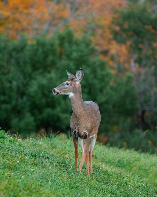 Photos gratuites de campagne, cerf, fond d'écran mobile