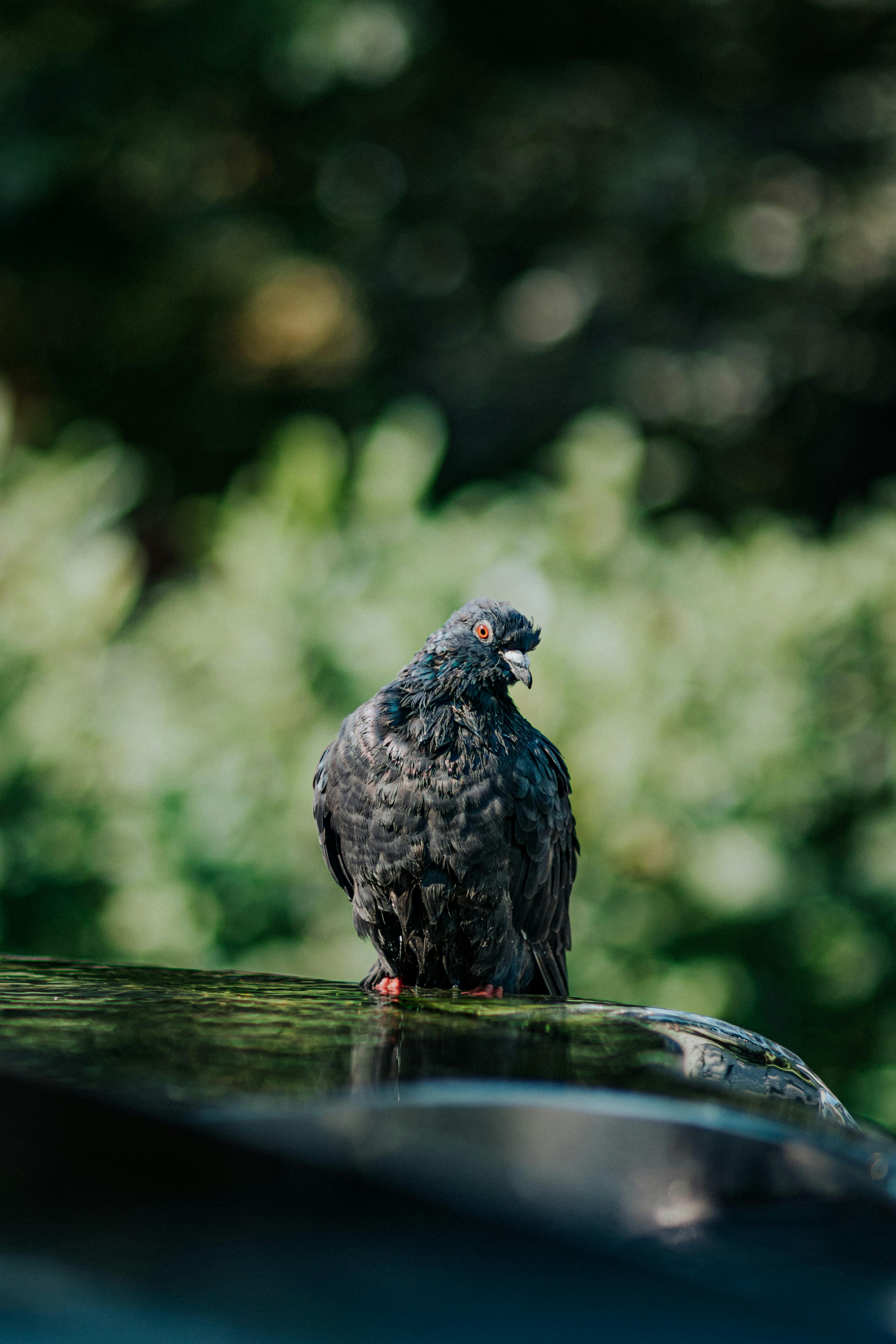 Detailed image of a pigeon perched with blurred green background.