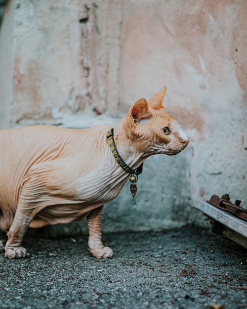 A cat with a long tail standing on a sidewalk