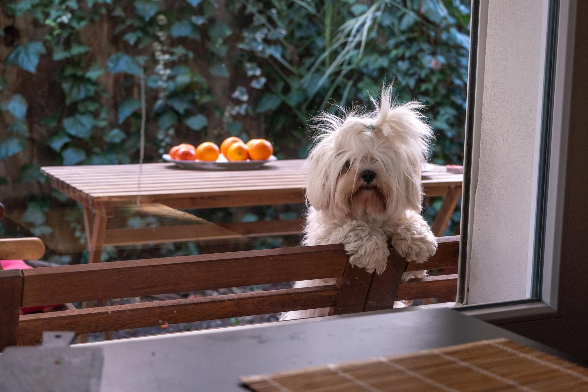 Maltese hond bij het raam