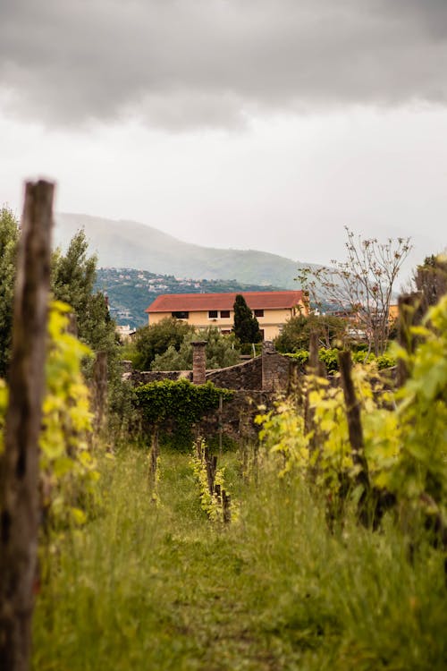 Vineyard in Countryside