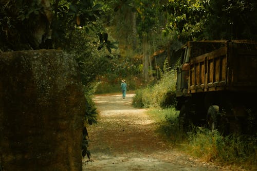 Immagine gratuita di alberi, camion, camminando
