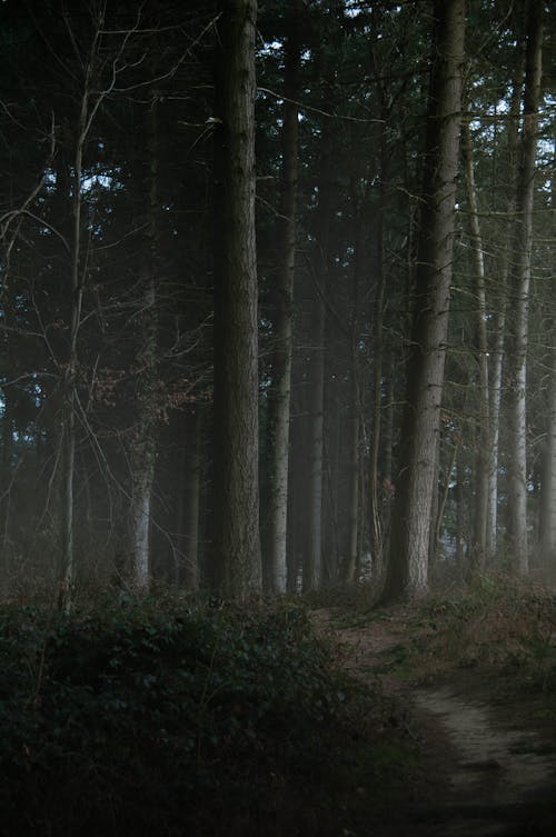 Imagine de stoc gratuită din arbore, cădere, ceață
