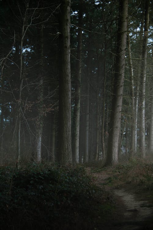 Gratis lagerfoto af dyb, gangsti, høj