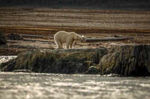 Fotobanka s bezplatnými fotkami na tému breh, fotografie zvierat žijúcich vo voľnej prírode, ľadový medveď