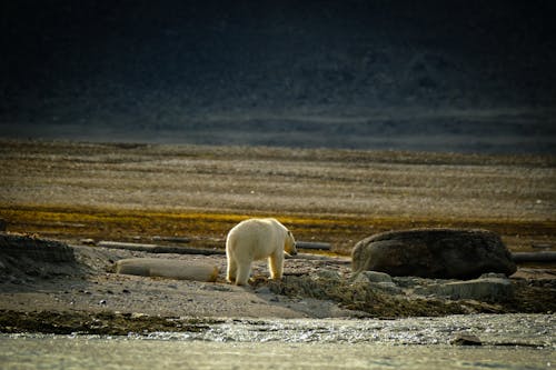 Back View of Polar Bear