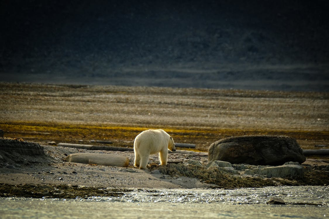 Foto stok gratis alam, beruang kutub, fotografi binatang
