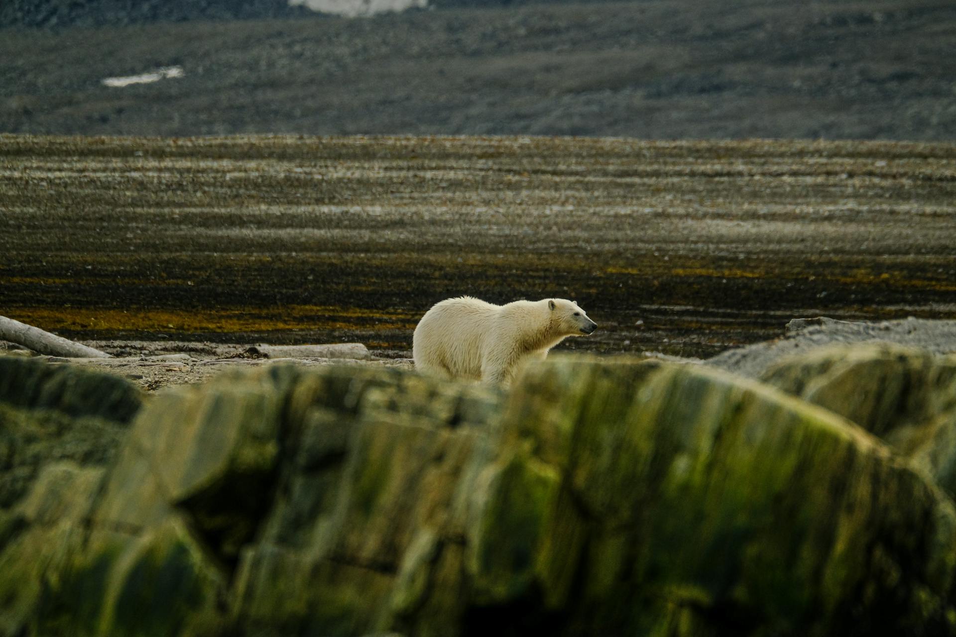 Polar Bear behind Rocks on Coast