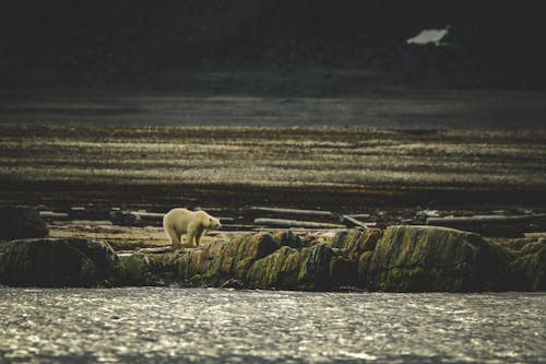 Foto profissional grátis de andando, beira-mar, fotografia animal