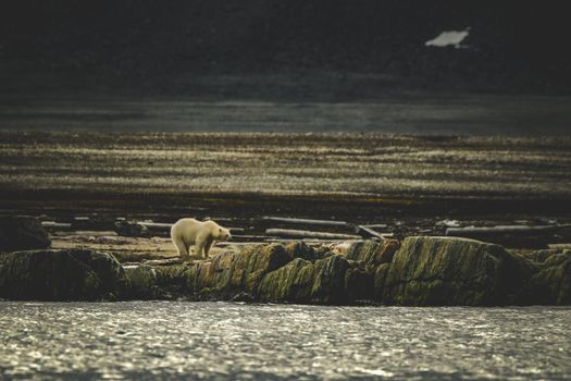 A solitary polar bear traverses a rocky coastline in a serene, natural setting.
